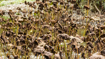 Old withered leaves of lotus stick out above pond. Death of plants due to deterioration of water quality. Disruption of river ecosystem, sharp coolingの写真素材