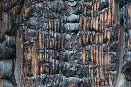 Structure of burnt tree trunk, charred log as background. Consequences of fire, danger of flame in...