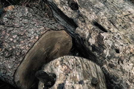Structure of trunk of old tree as natural background