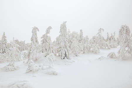 Winter in pine forest. Branches with fluffy snow, bending under its weight. Taiga atmosphere. Cold frost trees, covered with frost. Approach of blizzard, dangerous snowfall.の写真素材