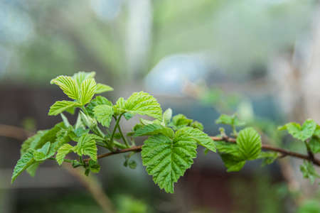 Branch of raspberry bush with fresh green leaves on spring day. Growing plants in gardenの写真素材