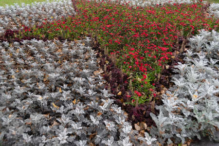 Bright colored flower bed in autumn park. Mix of plants for landscaping city. Creation of natural patterns by landscape designer and floristの写真素材