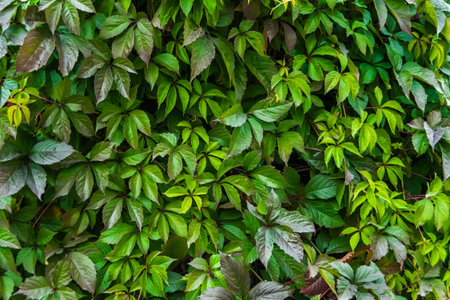 Maiden grapes as background of wide leaves. Parthenocissus quinquefolia is a fast growing vine....