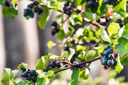 Saskatoon on branch with green leaves. Bunch of juneberry, serviceberry or shadbush grow in garden. Harvesting first harvest on farm.の写真素材