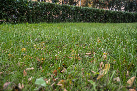 First leaf fall on autumn day. leaves yellow in green grass after strong wind. Walk in the park among the treesの写真素材