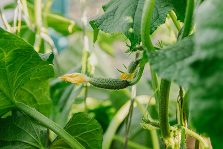 Young cucumber with yellow flower in greenhouse. Growing vegetables. Green leaves and stems as background. Gardener for vegetarian salad. spring farm workの写真素材