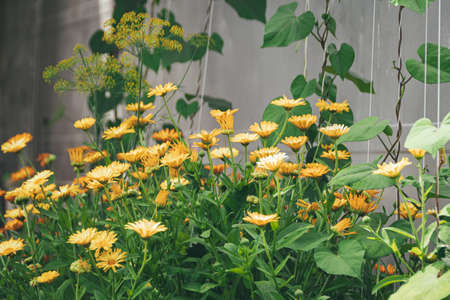 Yellow calendula in summer garden, background of green grass and leaves. Medicinal plants for preparation of infusion from petals. spring flower bedの写真素材