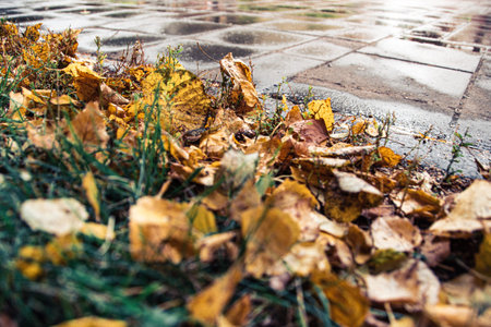 Yellow leaves on sidewalk in city park after rain. Weather gives sadness and melancholy. Seasonal...