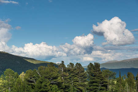Row of trees on horizon line under blue sky. Cumulus clouds over green wood at sunset. Atmospheric front position changes, precipitation formationの写真素材