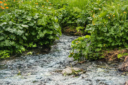 Spring creek among rocks and green grass. Mountain stream on summer day. Water foams in riverbed, source of moisture for thirst quenching and irrigationの写真素材