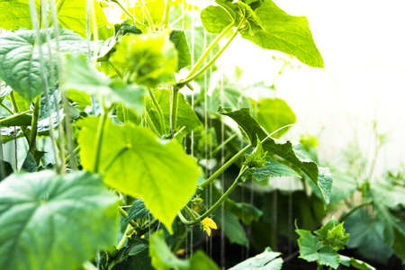 Growing cucumbers in greenhouse. Plant stems, green leaves curl up along ropes upwards. Spring gardening, harvest for a healthy dietの写真素材