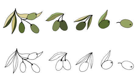Vector olive branch hand drawn sketch. Set of olive branch illustrations. Design elements for poster, label, emblem, sign, banner. Vector illustration.のイラスト素材