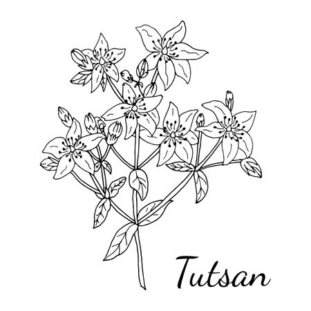 Vector drawing of tutsan. Isolated medical flower and leaves. Herbal engraved style illustration. Botanical plant illustration.のイラスト素材
