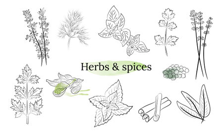 Herbs and spices collection. Vector Collection of hand drawn Spices and Herbs. Botanical plant illustration. Vintage Medicinal Herbs and plants.のイラスト素材