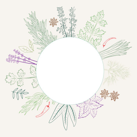 Herbs and spices collection. Vector Collection of hand drawn Spices and Herbs. Botanical plant illustration. Vintage Medicinal Herbs and plants.のイラスト素材