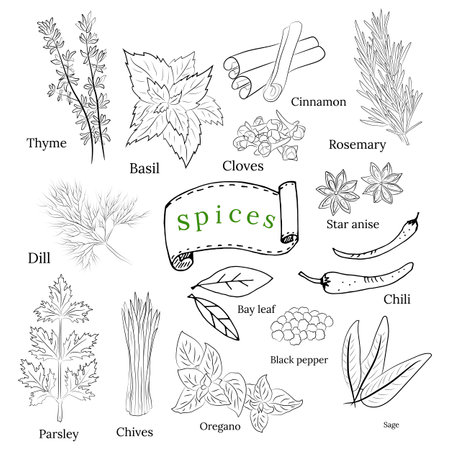 Herbs and spices collection. Vector Collection of hand drawn Spices and Herbs. Botanical plant illustration. Vintage Medicinal Herbs and plants.のイラスト素材