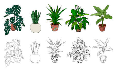 Set of hand drawn house plants in pots. Big set cute of hand drawn house plants in pots including cactus, dracena, aloe and others, and garden tools. Vector collection of doodle plants.のイラスト素材