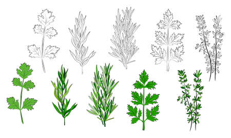 A large set of culinary spices and herbs. Popular culinary plants, natural health care. Vintage Medicinal Herbs and plants. Mint and rosemary, basil, thyme, parsley, dill, bay leaf, oregano, sage.のイラスト素材