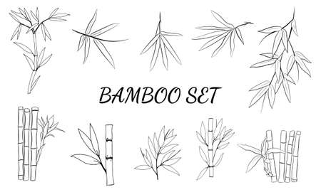 Set of bamboo tree leaves. Hand drawn botanical collection. Drawing of parts of bamboo and sections of branches and leaves on a white background.のイラスト素材