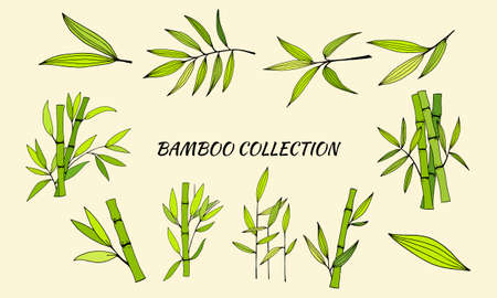 Set of bamboo tree leaves. Hand drawn botanical collection. Drawing of parts of bamboo and sections of branches and leaves on a green background.のイラスト素材