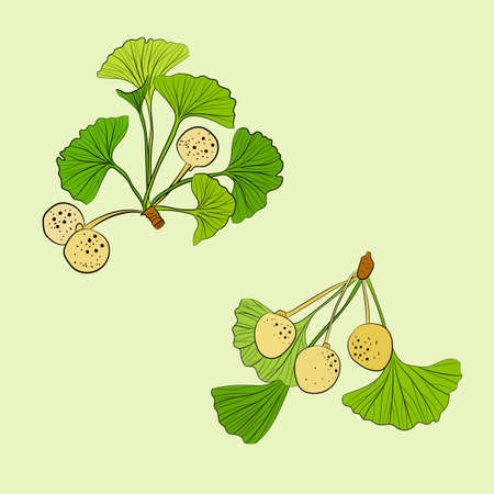 Set of hand drawn leaves ginkgo biloba. Collection ginkgo biloba isolated leaves on a branch berry. Set of medical, botanical plant. Vector sketch hand drawn.のイラスト素材