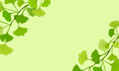 Set of hand drawn leaves ginkgo biloba. Collection ginkgo biloba isolated leaves on a branch berry. Set of medical, botanical plant. Vector sketch hand drawn.のイラスト素材