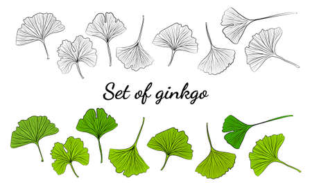 Set of hand drawn leaves ginkgo biloba. Collection ginkgo biloba isolated leaves on a branch berry. Set of medical, botanical plant. Vector sketch hand drawn.のイラスト素材