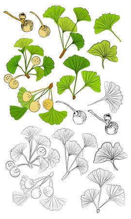 Set of hand drawn leaves ginkgo biloba. Collection ginkgo biloba isolated leaves on a branch berry. Set of medical, botanical plant. Vector sketch hand drawn.のイラスト素材