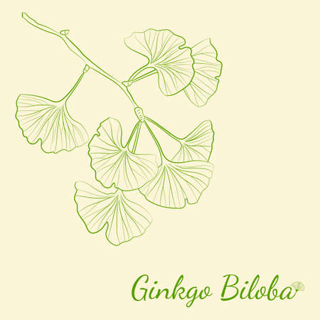Set of hand drawn leaves ginkgo biloba. Collection ginkgo biloba isolated leaves on a branch berry. Set of medical, botanical plant. Vector sketch hand drawn.のイラスト素材