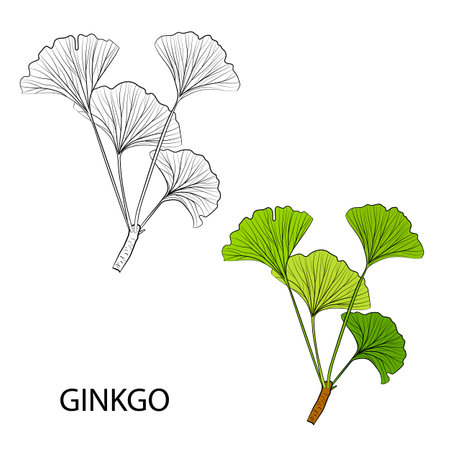 Set of hand drawn leaves ginkgo biloba. Collection ginkgo biloba isolated leaves on a branch berry. Set of medical, botanical plant. Vector sketch hand drawn.のイラスト素材