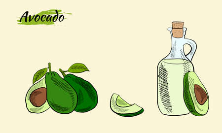 Avocado oil bottle sketch. Sketch of a whole avocado, sliced ââand leaves. Botanical illustration of avocado. Juicy tropical fruits. Great for labels, posters, prints.のイラスト素材
