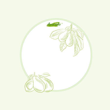 Vector hand drawn avocado and slices set. Sketch of a whole avocado, sliced ââand leaves. Botanical illustration of avocado. Juicy tropical fruits.Great for labels, posters, prints.のイラスト素材