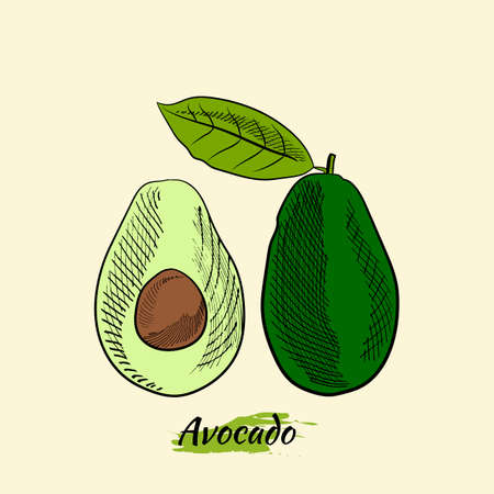 Vector hand drawn avocado and slices set. Sketch of a whole avocado, sliced ââand leaves. Botanical illustration of avocado. Juicy tropical fruits.Great for labels, posters, prints.のイラスト素材