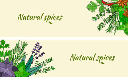Drawn herbs and spices set. Sketsh of natural spices and kithen herbs. Botanical illustrations of aromatic plants.のイラスト素材
