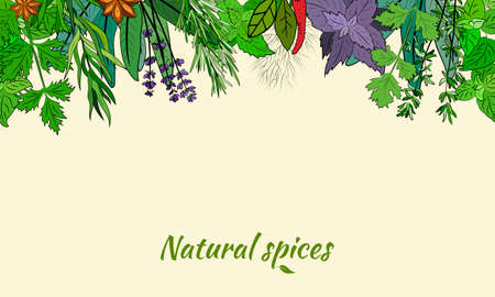 Drawn herbs and spices set. Sketsh of natural spices and kithen herbs. Botanical illustrations of aromatic plants.のイラスト素材