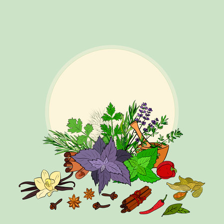 Drawn herbs and spices set. Sketsh of natural spices and kithen herbs. Botanical illustrations of aromatic plants.のイラスト素材
