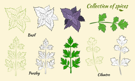 Drawn herbs and spices set. Sketsh of natural spices and kithen herbs. Botanical illustrations of aromatic plants.のイラスト素材