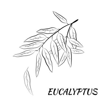 Set of leaves and branches of eucalyptus. Collection of eucalyptus branches. Vector illustration of greenery. Eucalyptus with seeds.のイラスト素材