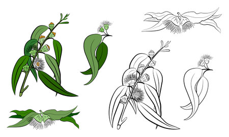 Set of leaves and branches of eucalyptus. Collection of eucalyptus branches. Vector illustration of greenery. Eucalyptus with seeds.のイラスト素材