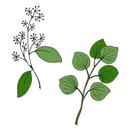 Set of leaves and branches of eucalyptus. Collection of eucalyptus branches. Vector illustration of greenery. Eucalyptus with seeds.のイラスト素材