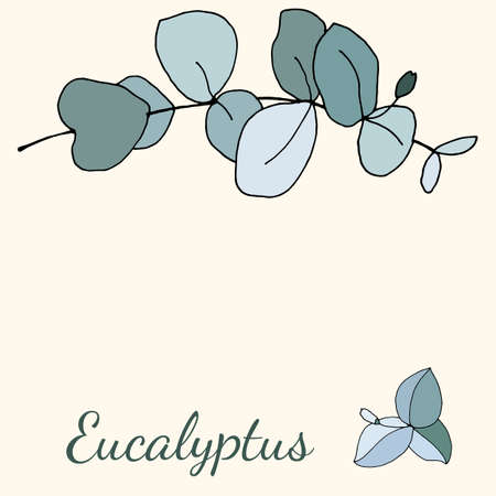 Set of leaves and branches of eucalyptus. Collection of eucalyptus branches. Vector illustration of greenery. Eucalyptus with seeds.のイラスト素材