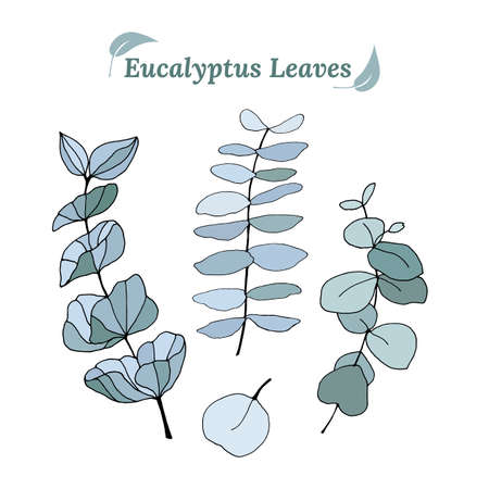 Set of leaves and branches of eucalyptus. Collection of eucalyptus branches. Vector illustration of greenery. Eucalyptus with seeds.のイラスト素材