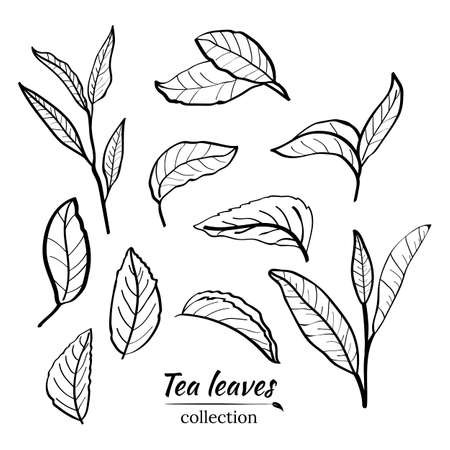 Set of tea plant branches and leaves. Silhouettes of branches and leaves of a tea bush.Skcetch of tea leaves. Botanical illustration.のイラスト素材