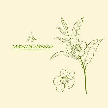 Set of branches, leaves and flowers of a tea plant. Silhouettes of branches and leaves of a tea bush.Skcetch of tea leaves. Botanical illustration.のイラスト素材