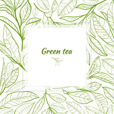 Template for design with a set of tea leaves. Silhouettes of branches and leaves of a tea bush.Skcetch of tea leaves. Botanical illustration.のイラスト素材