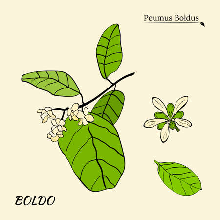 Boldo peumus boldus, culinary, aromatic and medicinal plant. Set of branches, leaves and flowers of a boldo. Botanical illustration. Tropical plant.のイラスト素材