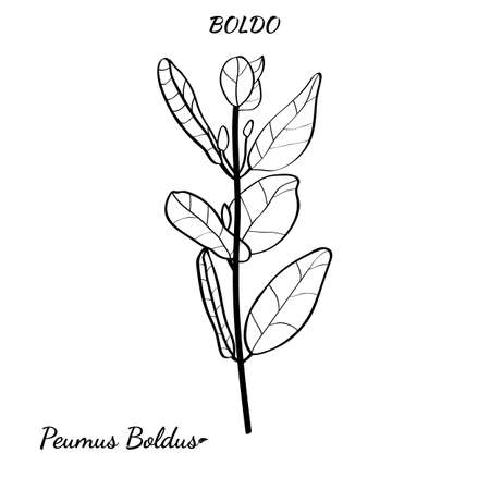 Boldo peumus boldus, culinary, aromatic and medicinal plant. Set of branches, leaves and flowers of a boldo. Botanical illustration. Tropical plant.のイラスト素材