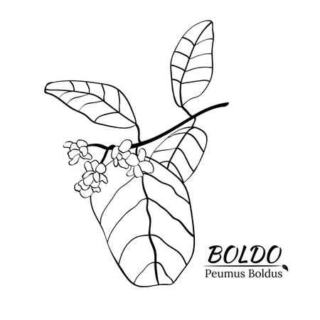 Boldo peumus boldus, culinary, aromatic and medicinal plant. Set of branches, leaves and flowers of a boldo. Botanical illustration. Tropical plant.のイラスト素材
