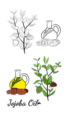 Jojoba plant collection. Vector illustration botanical. Elements for menu, label, packing design.のイラスト素材