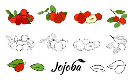 Set of hand drawn jojoba branches with fruits, flowers and leaves. Jojoba plant collection. Vector illustration botanical. Elements for menu, label, packing design.のイラスト素材